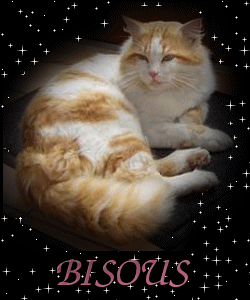 il est pas beaux le minou !