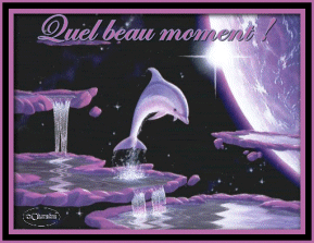 trop beau le dauphin !