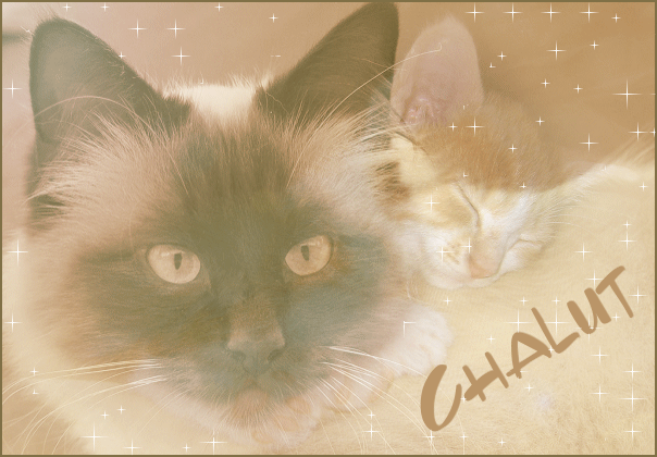 ils sont trop chou les minoux !