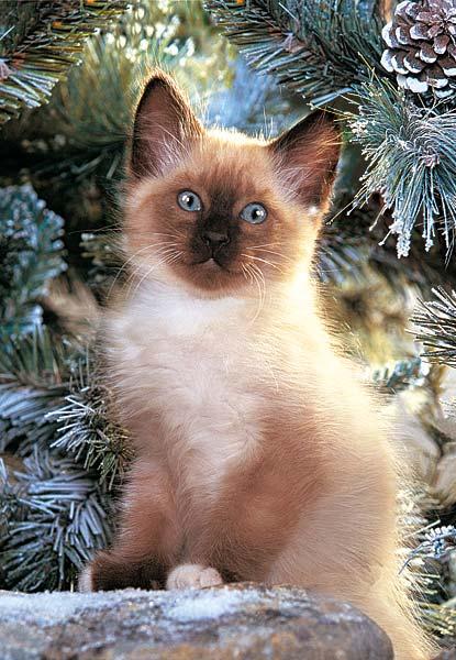 trop chou le minou !!!