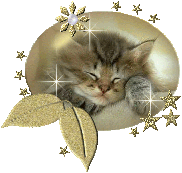 trop mimi le chaton ......!!!!!