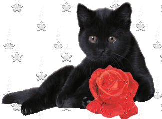 le chat � la rose !!!!
