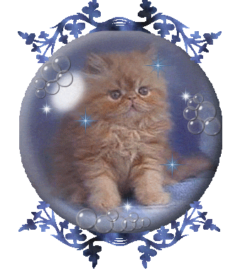 trop chou le minou !!!